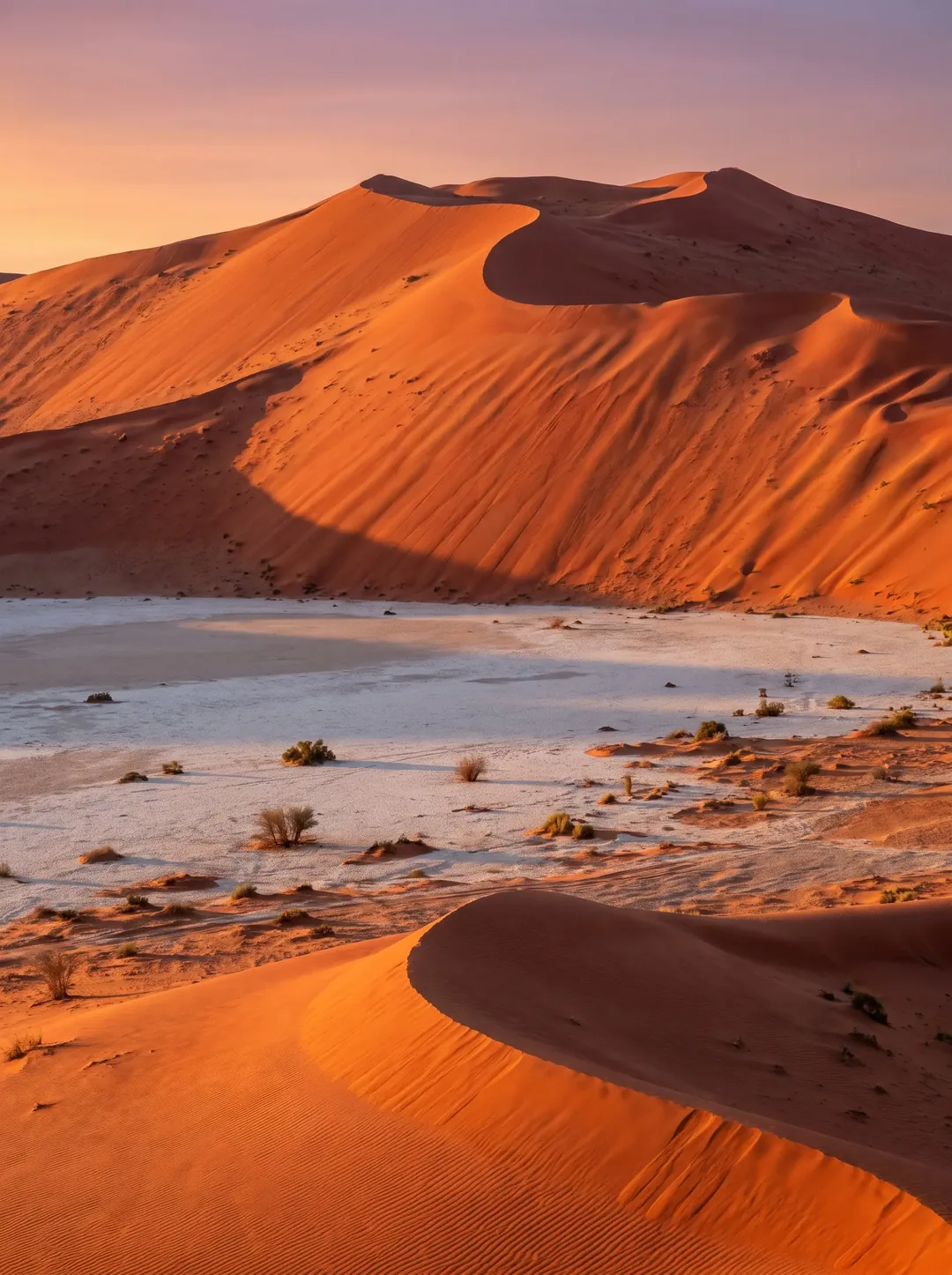عروق بني معارض