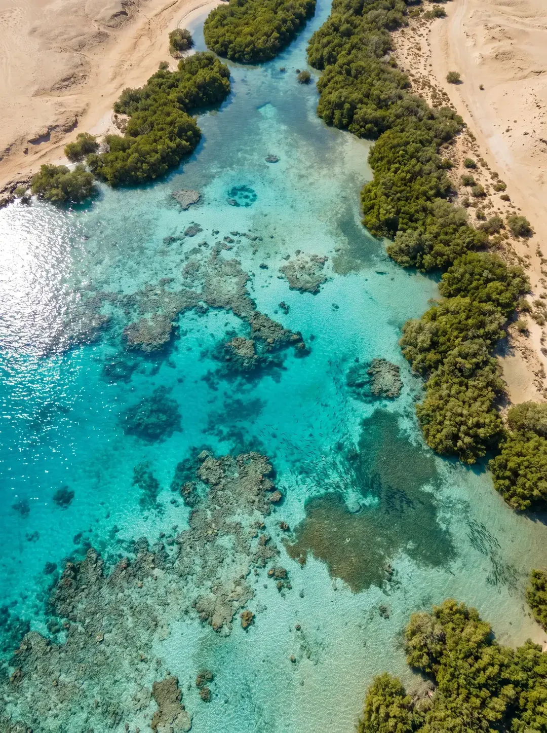 ساحل البحر الأحمر