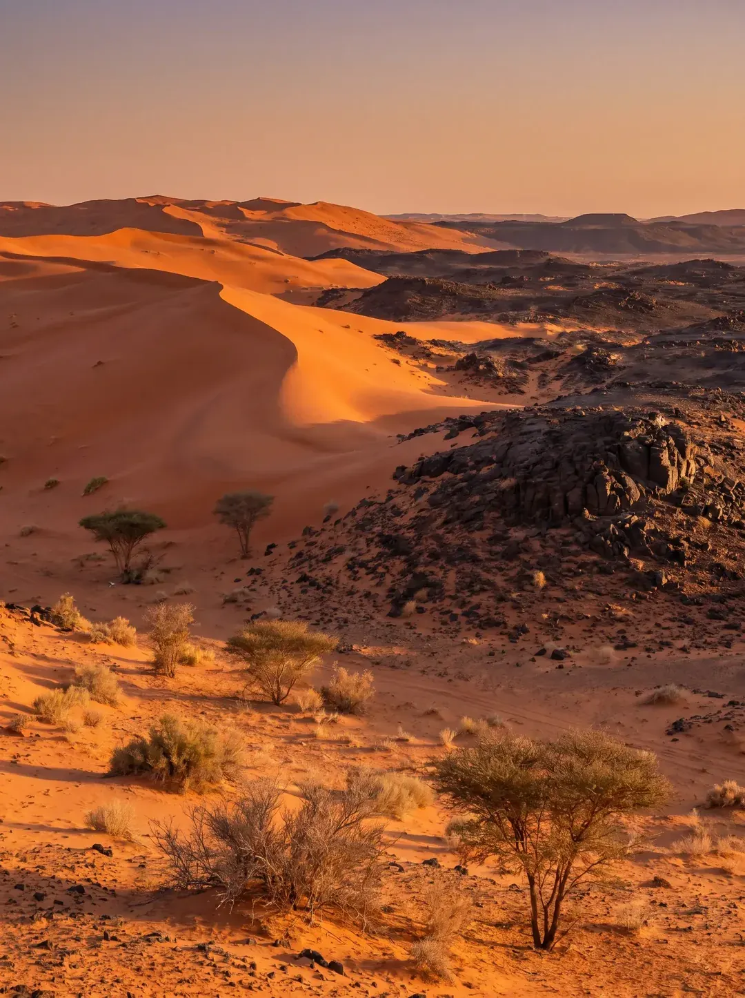 محمية الملك سلمان بن عبدالعزيز الملكية